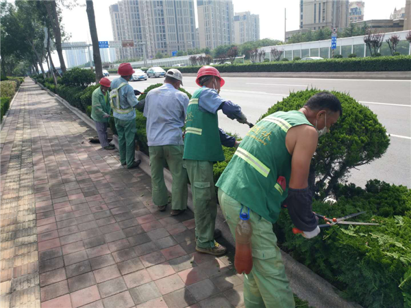 青島市北區(qū)綠化“顏值”為“創(chuàng)城”增靚添彩