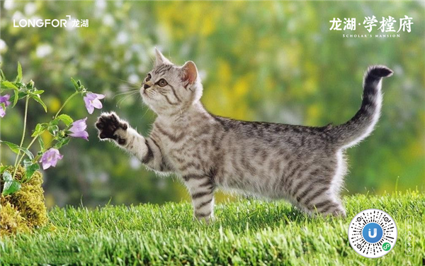 “網(wǎng)紅”學(xué)樘府，不止是即墨首座森林秘境住區(qū)