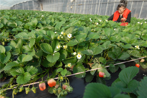 山東即墨：大雪到 農(nóng)事忙