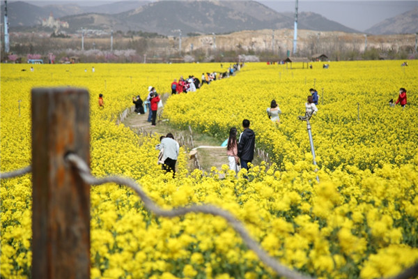 賞油菜花、游電影博物館 青島西海岸新區(qū)“電影之旅”3月開啟