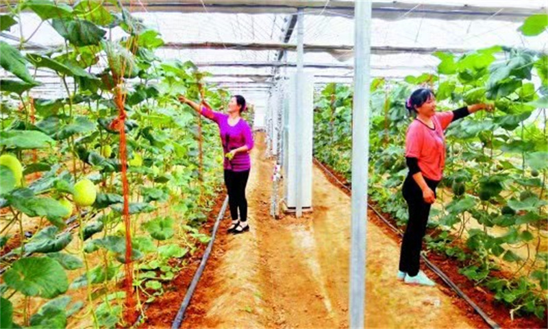 青島萊西：學(xué)史力行“組織力+市場(chǎng)力”變“草”為“金”