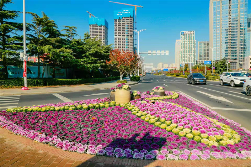 嶗山：超抗寒“葉牡丹”盛裝上線(xiàn)成靚麗風(fēng)景