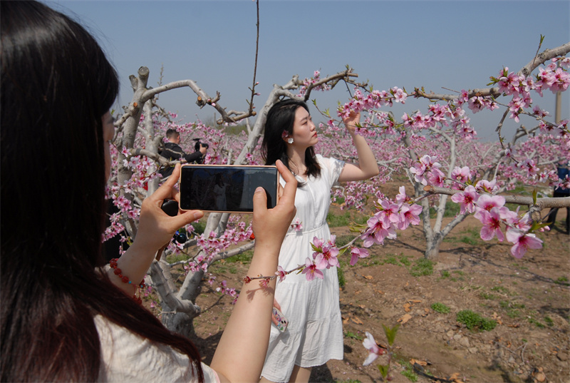 山東即墨桃花盛開迎游客 農(nóng)旅融合促致富