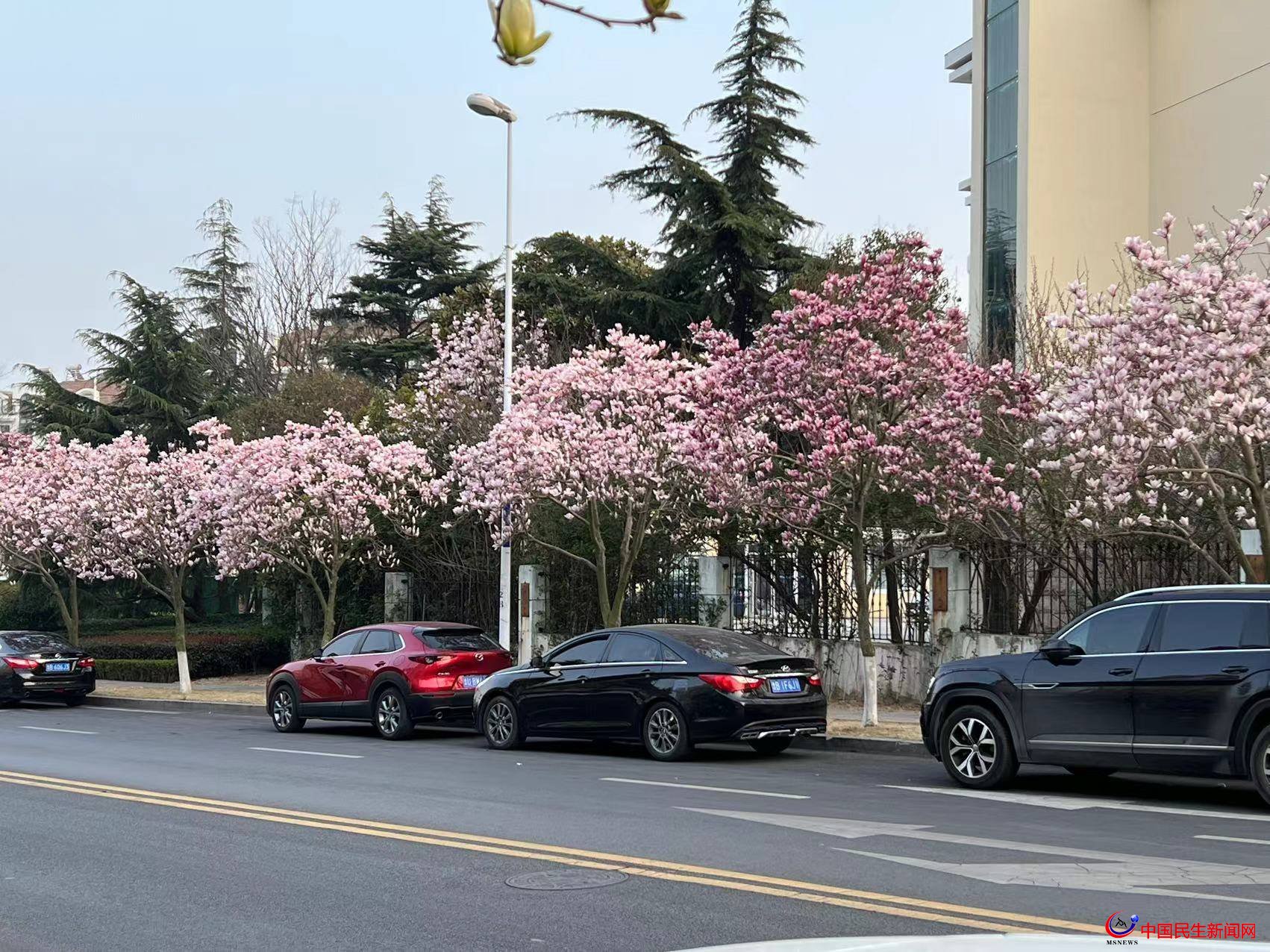 品味春天的味道 嶗山區(qū)精心推出8大主題最美賞花路線