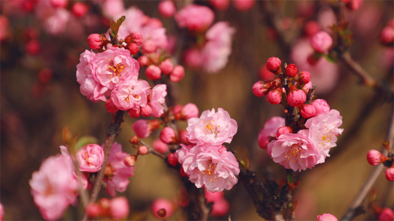 “凝聚精神的力量”恒星學(xué)院文化系列報(bào)道之二：建設(shè)健康永續(xù)的幸福大家庭