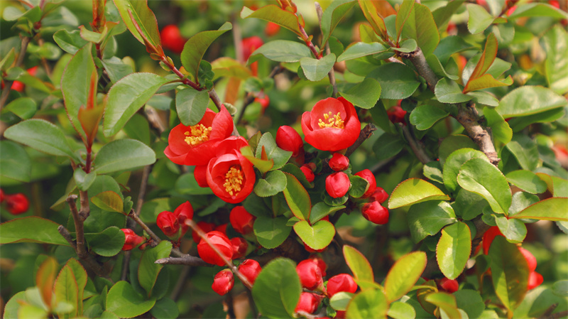 “凝聚精神的力量”恒星學(xué)院文化系列報(bào)道之四：“三度”追求是恒星最高理想
