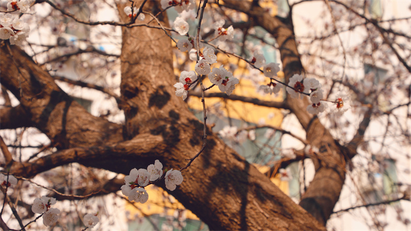 “凝聚精神的力量”恒星學院文化系列報道之十二：大學追求