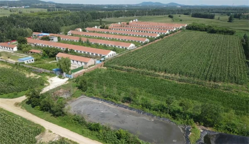 濰坊市昌樂縣喬官鎮(zhèn)某養(yǎng)豬場“病死豬”隨意丟棄 誰來監(jiān)管？