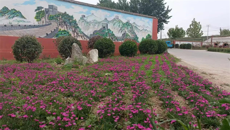 萊西南墅鎮(zhèn)以美麗鄉(xiāng)村建設(shè)為契機(jī)，推動(dòng)城市更新走深走實(shí)