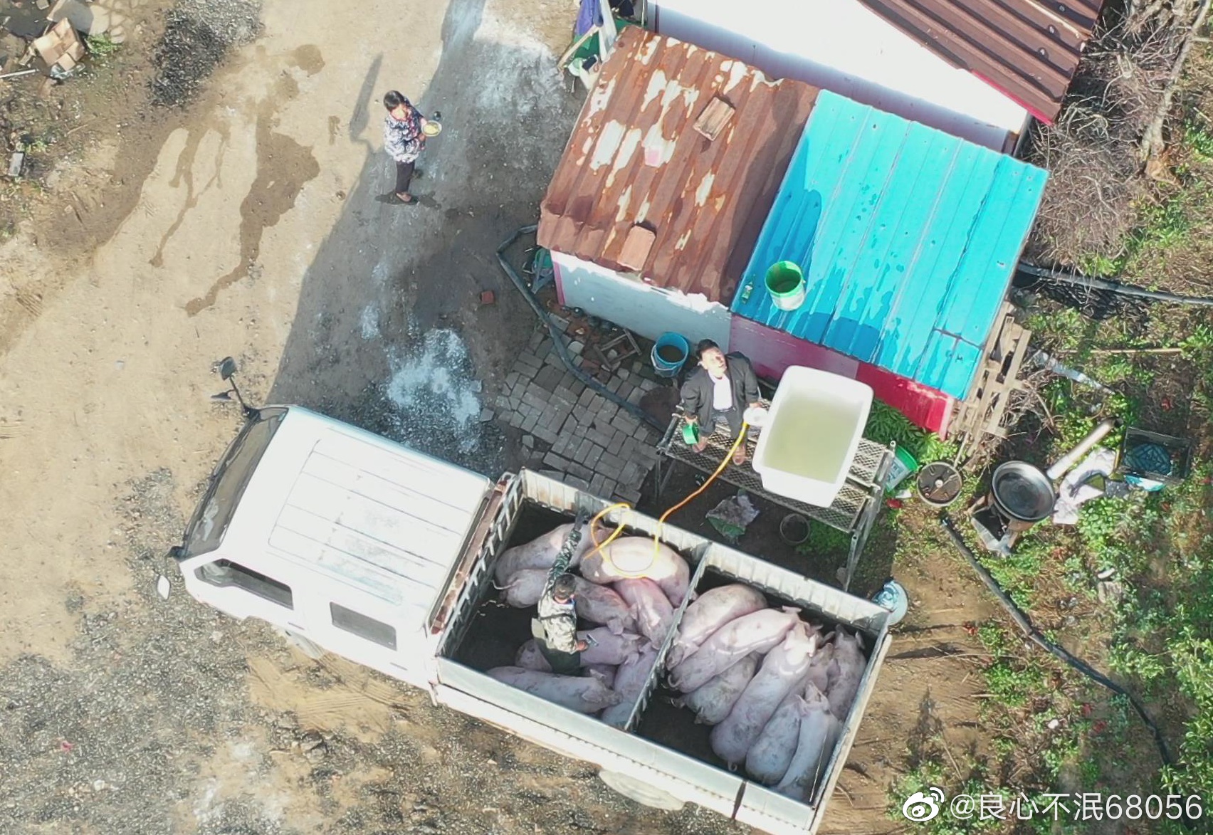 江蘇東海：生豬灌水20余年，無人監(jiān)管食品安全關(guān)系到千家萬戶