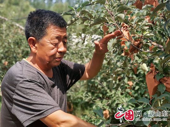 青島膠州鋪集“蘋安果”成熟啦